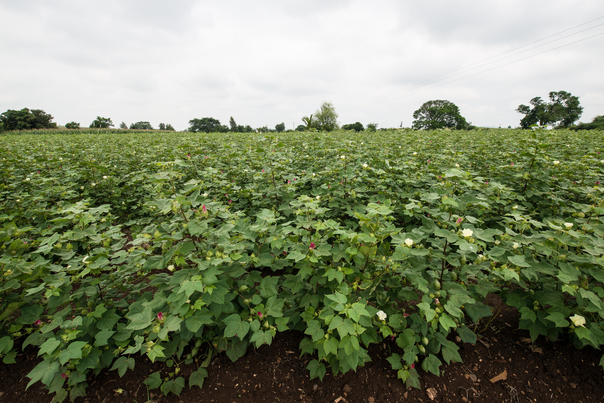 intercropping
