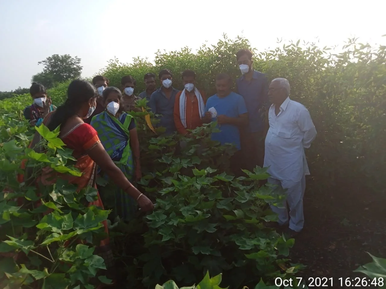  Farmers learn how to identify pests on their crops. 