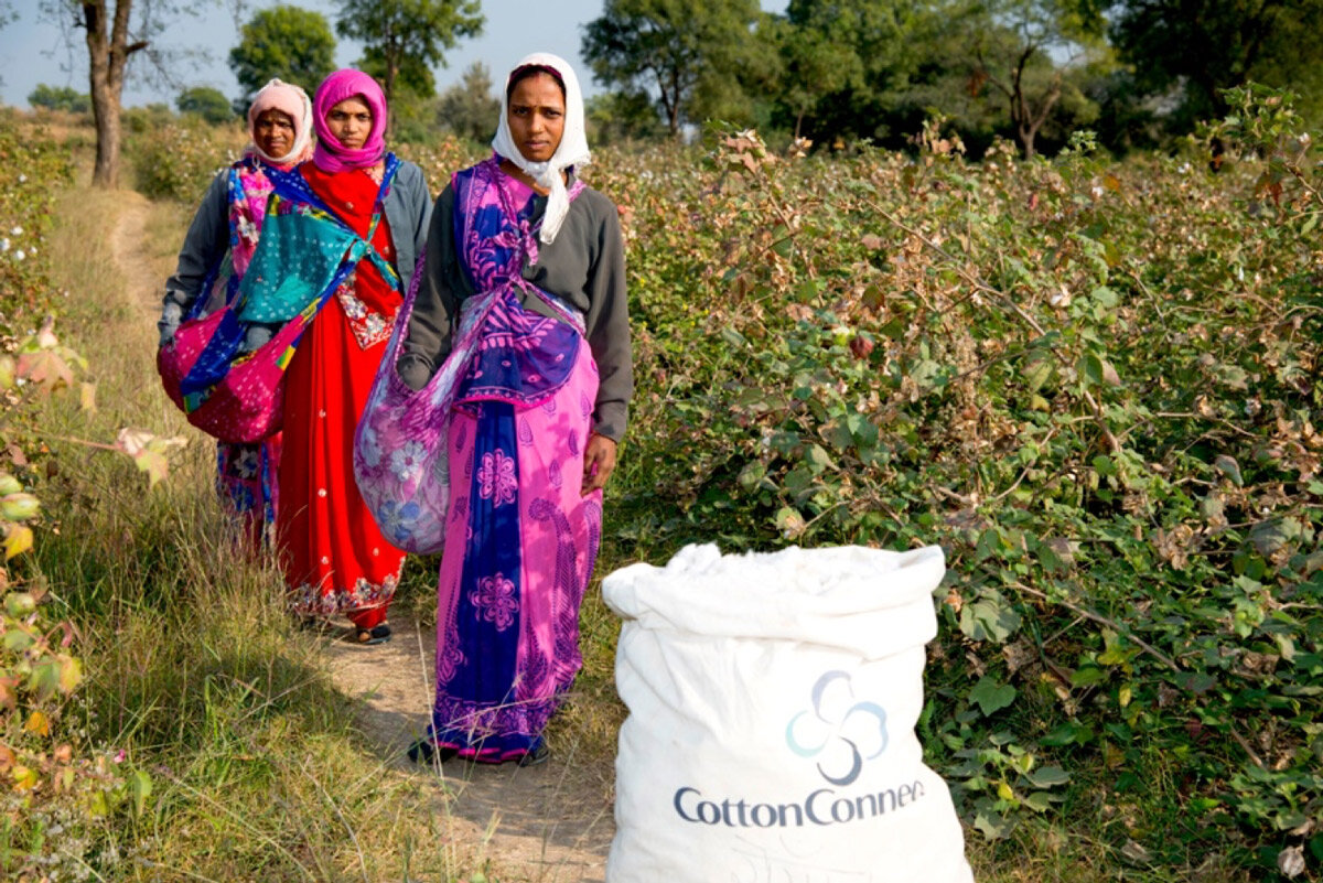 A man picking cotton from a cotton plant.