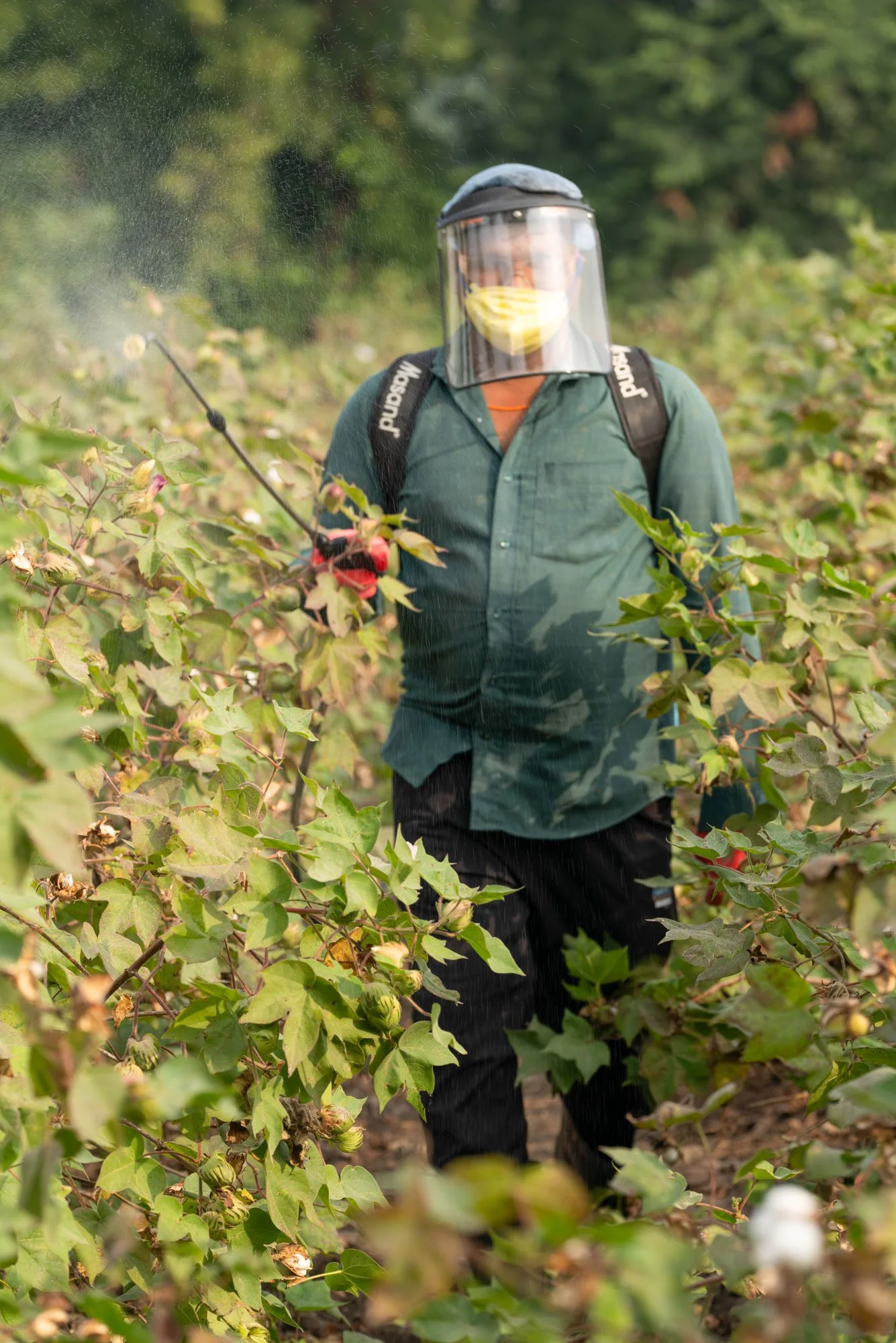 A man in wearing protective sheild spraying crops