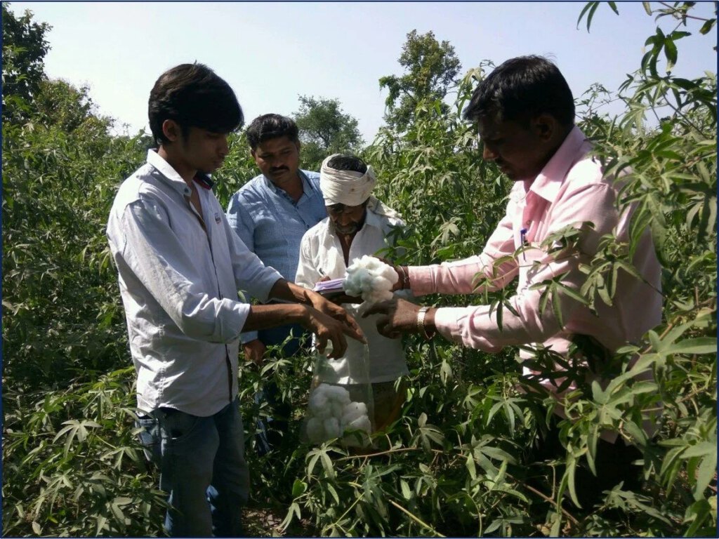 Farmers checking the Cotton on the farm.