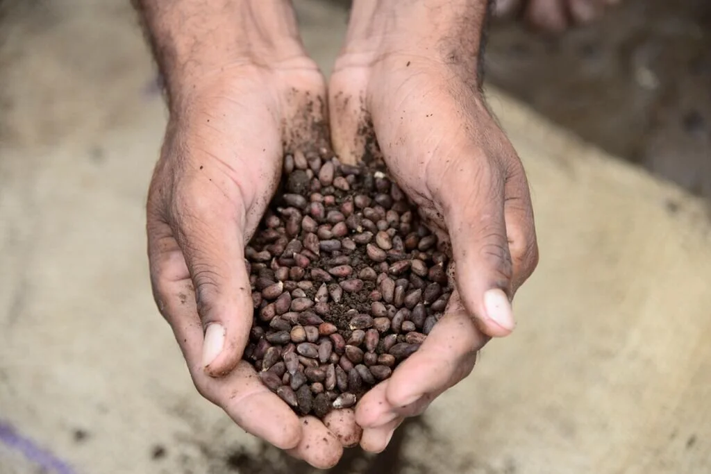 Hands holding seeds.