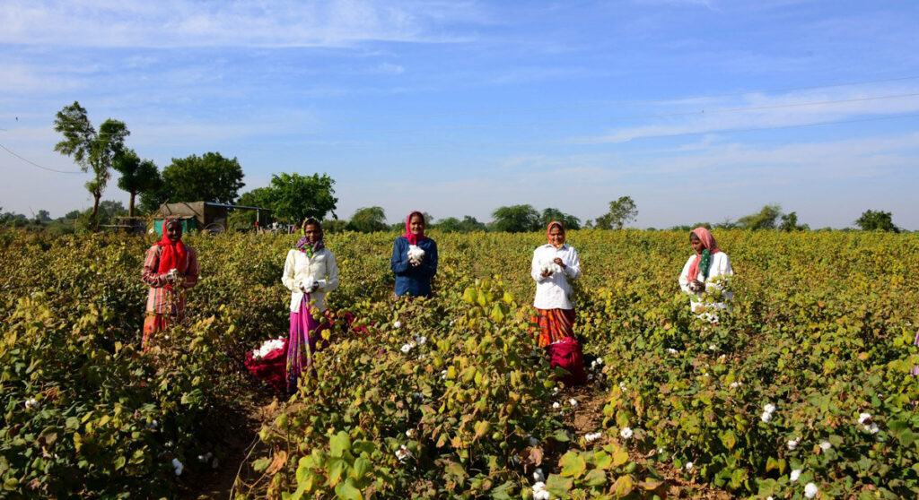 Women working on a cotton farm.