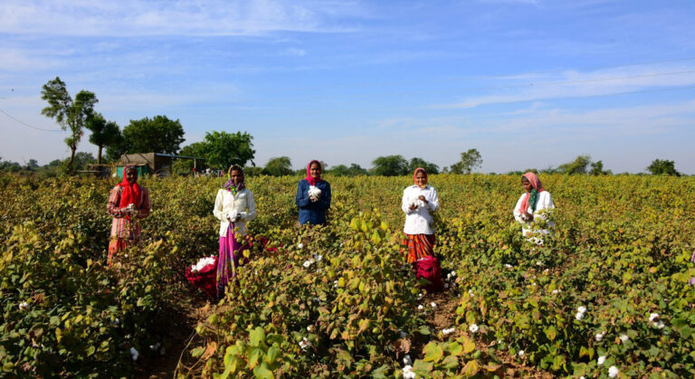 Women working on a cotton farm.