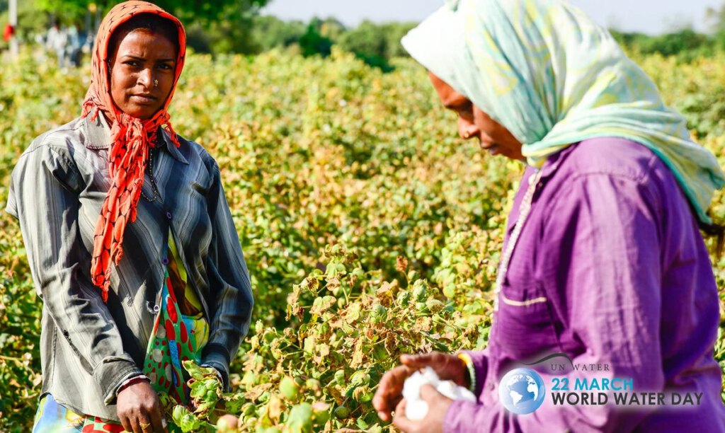 Two ladies picking cotton.