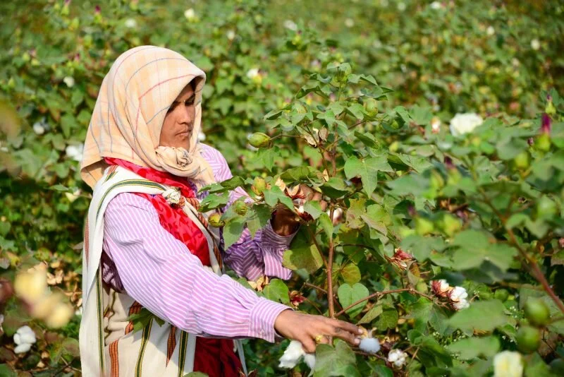  A lady picking cotton. 