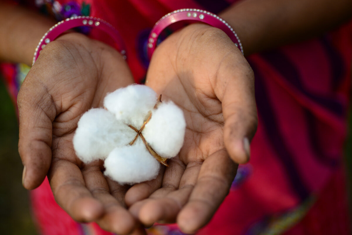  Hands holding a cotton flower. 